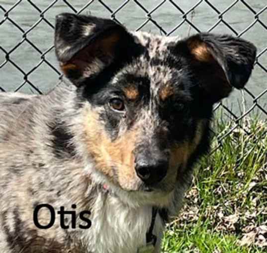 Photo of Otis