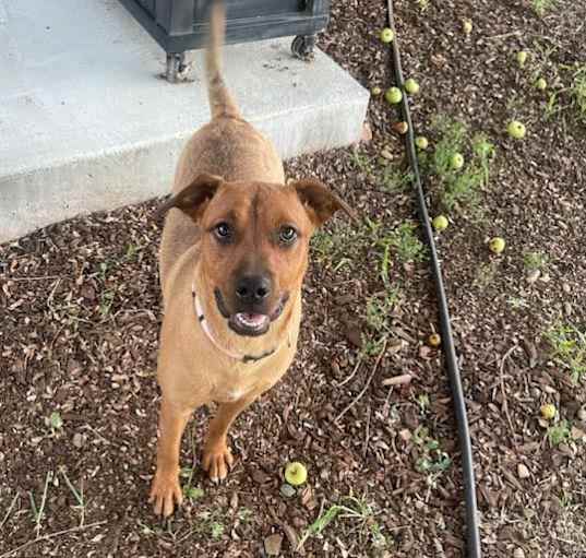 Photo of Ginger