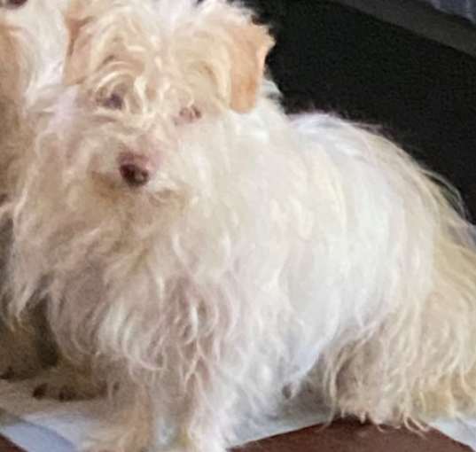 Photo of Sugar