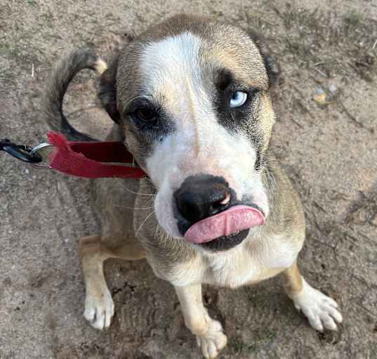 Photo of Chance