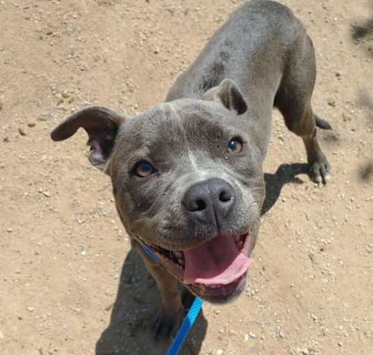 Photo of Sadie-ADOPTED 1/25