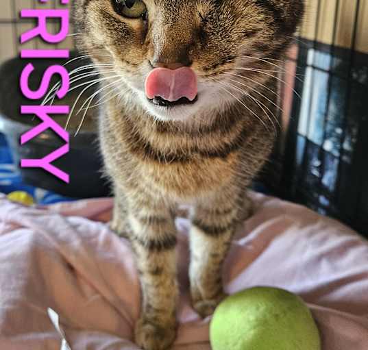 Photo of FRISKY