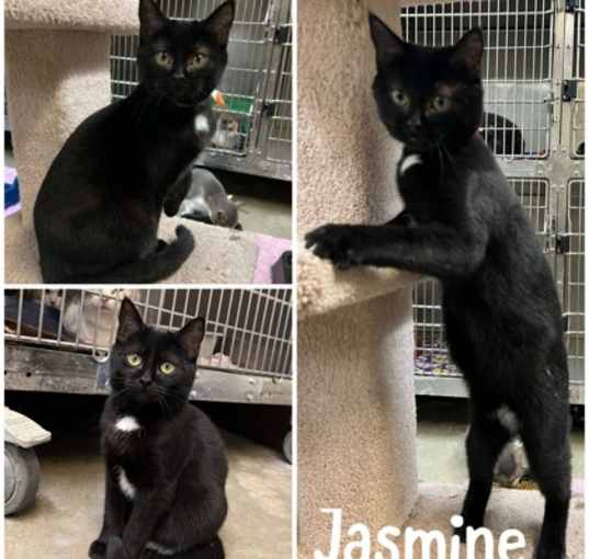 Photo of Jasmine