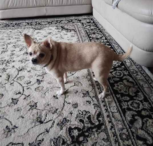 Photo of Lola