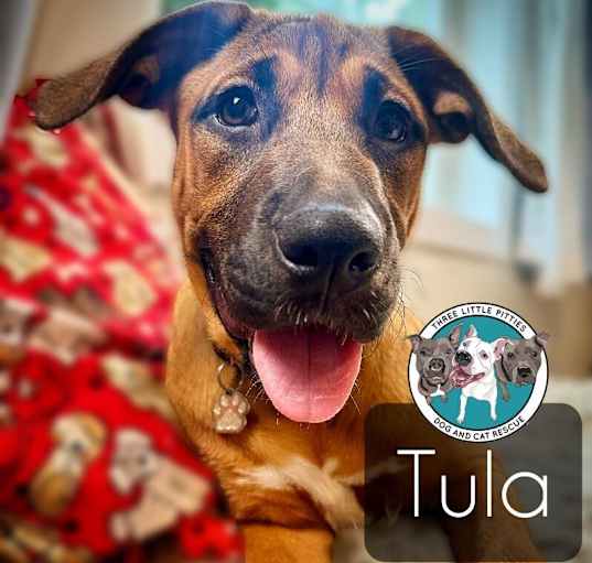 Photo of Tula Cat-Friendly Apartment-Friendly Perfect Pup