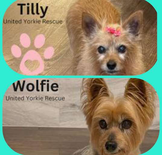 Photo of Tilly & Wolfie