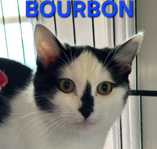 Photo of BOURBON