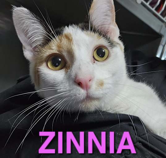 Photo of ZINNIA