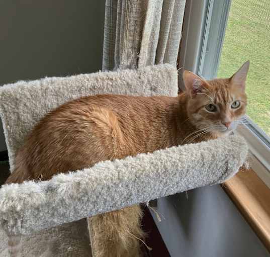 Photo of Goldie