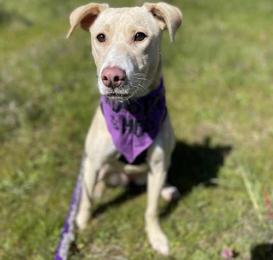 Photo of Maggie (Lab Mix)