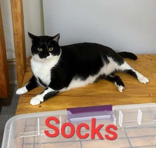 Photo of Socks