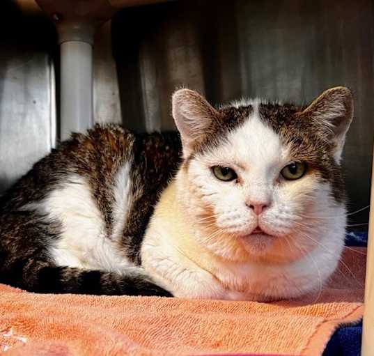 Photo of Leia