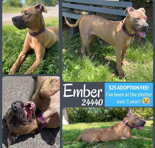 Photo of Ember