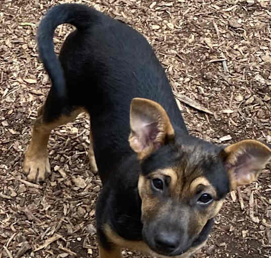 Photo of Sheba