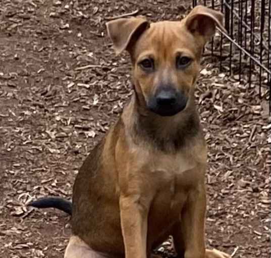 Photo of Brownie