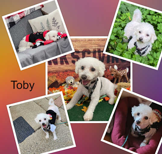 Photo of Toby - MI