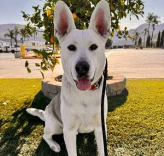 Photo of Ruger