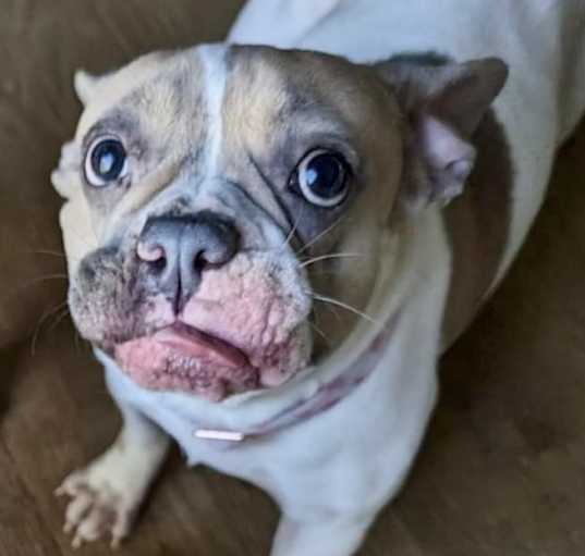 Photo of DeeDee