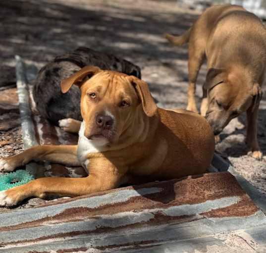 Photo of Buster Brown