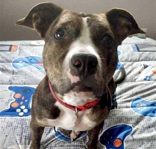 Photo of Baby UNIQUE -*CRITICAL NEEDS IMMED FOSTER