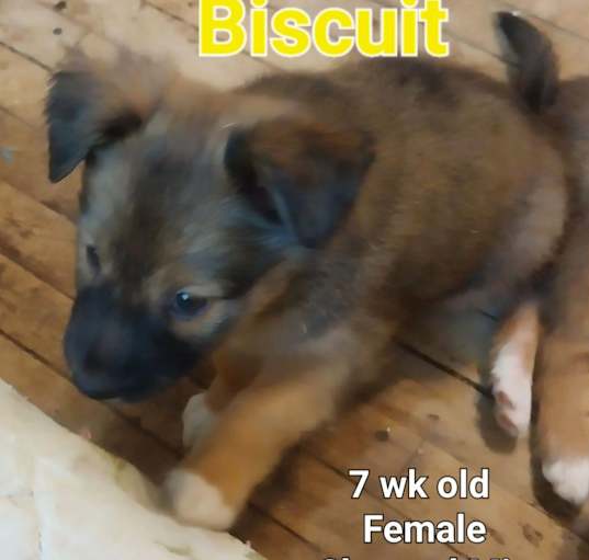 Photo of Biscuit