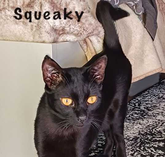 Photo of Squeaky