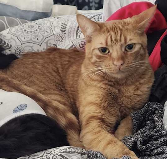 Photo of Shi-Shi (bonded to Mousie)