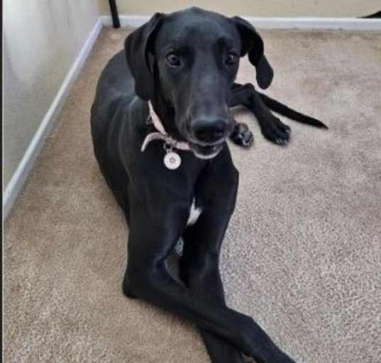 Photo of Stella