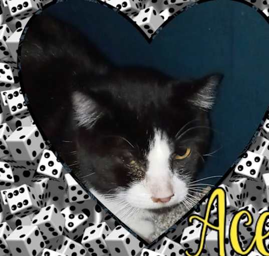 Photo of Ace