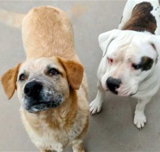 Photo of TOBER & blind dog POPPY