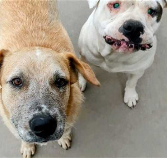 Photo of POPPY & her seeing eye dog TOBER