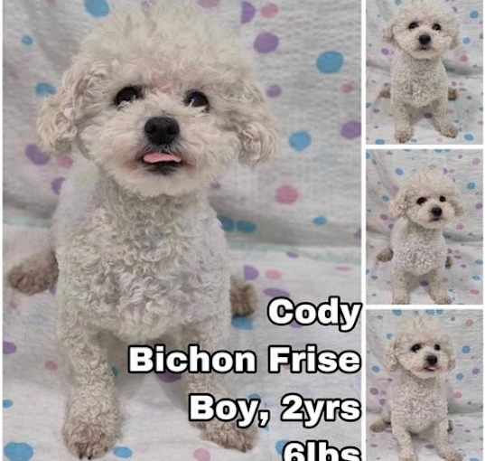 Photo of Cody from Korea
