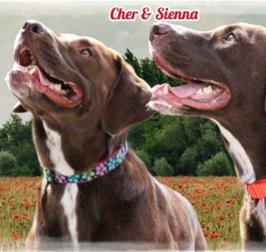 Photo of Cher & Sienna (Must be adopted together)