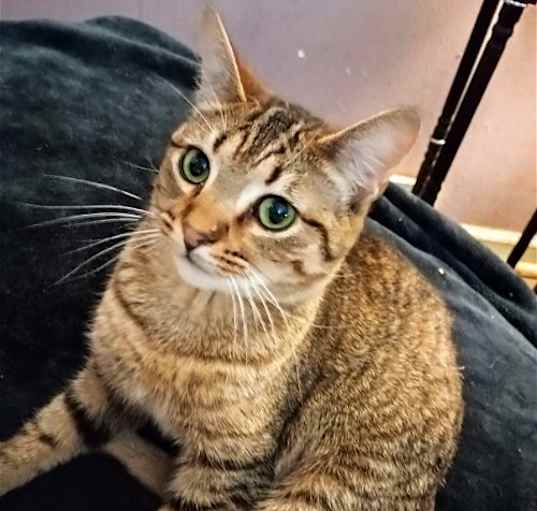 Photo of Maggie