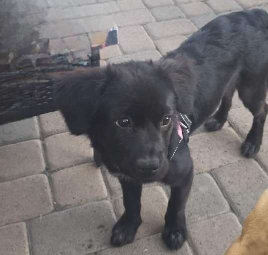 Photo of Missy