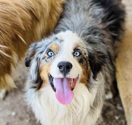 Photo of Blueberry