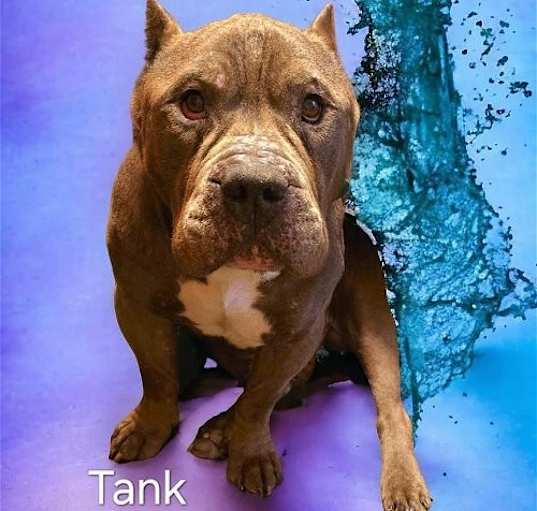 Photo of Tank