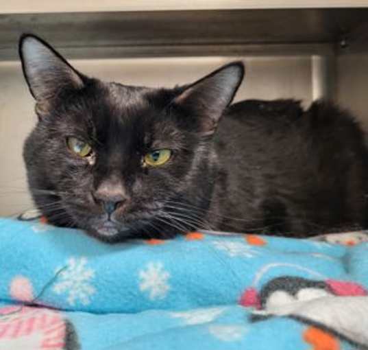Photo of Binx