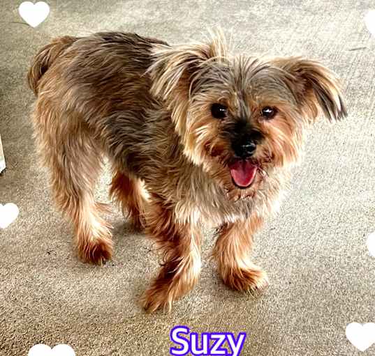 Photo of Suzy