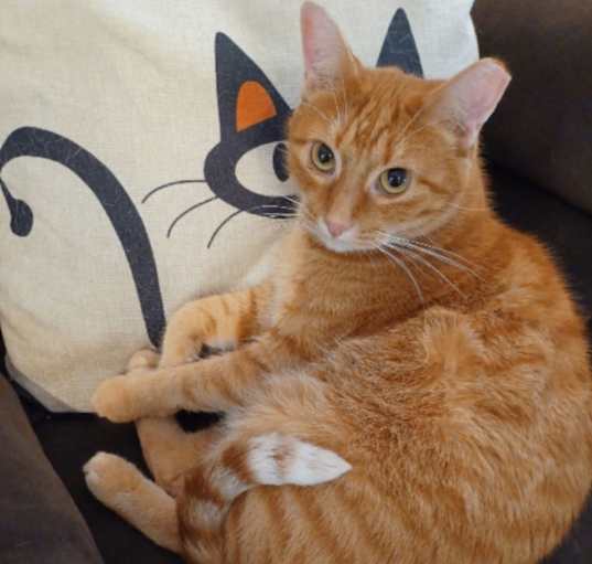 Photo of Ajax - shy & cuddly