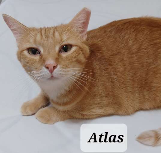 Photo of Atlas - shy & cuddly