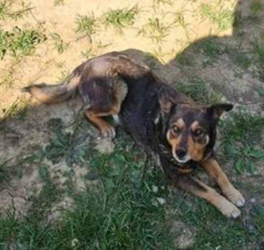 Photo of Ginger