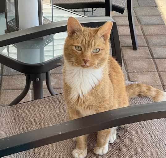 Photo of Ginger
