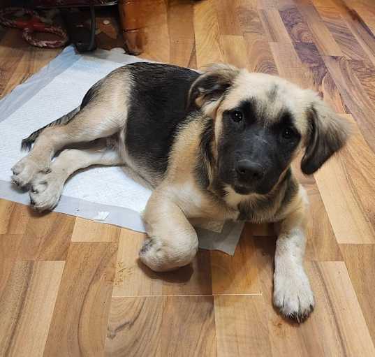 Photo of Tundra