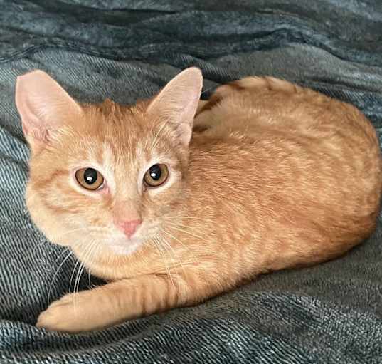 Photo of Nemo