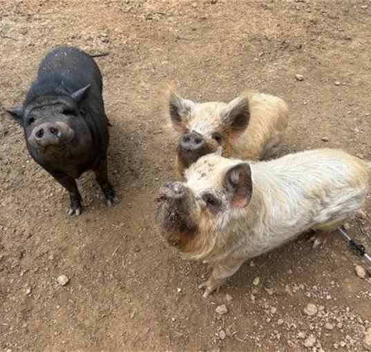 Photo of Fergus, Fiona & Winston