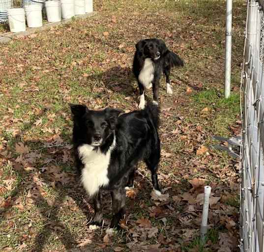 Photo of F-Er & Burnie (2 dogs)