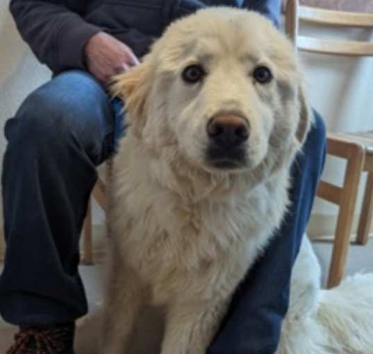 Photo of Priscilla - Pyrenees puppy!