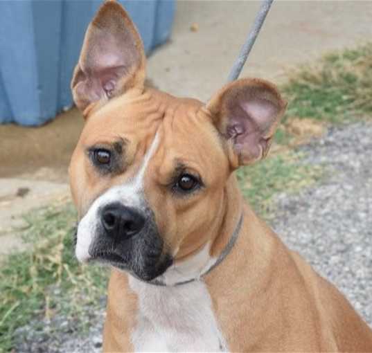 Photo of Moxie