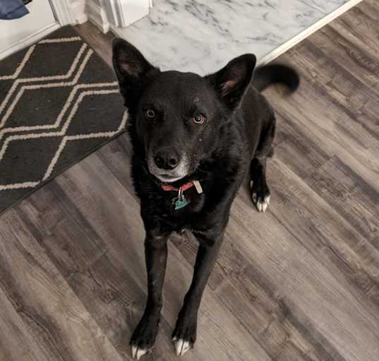 Photo of Odin